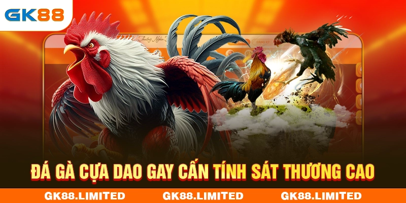 Đá gà cựa dao gay cấn tính sát thương cao