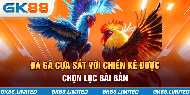 Đá gà cựa sắt với chiến kê được chọn lọc bài bản