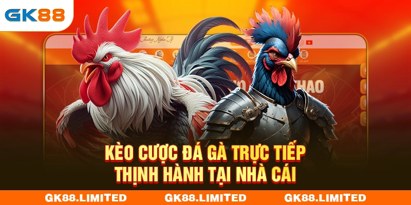 Kèo cược đá gà trực tiếp thịnh hành tại nhà cái