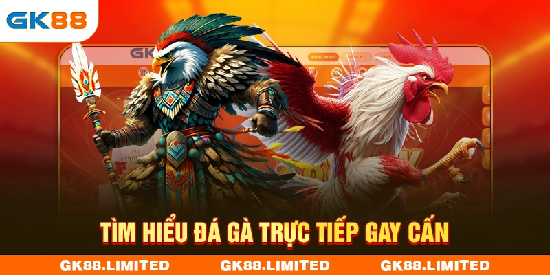 Tìm hiểu đá gà trực tiếp gay cấn